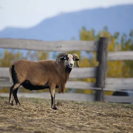 奥勒格基依公寓 * Vindornyalak
